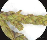 SL3923 Juniperus deppeana var. robusta.jpg