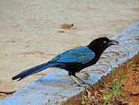 RSA0003 Cyanocorax sanblasianus.jpg