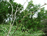 MEGA 0602 Mimosa spirocarpa.JPG