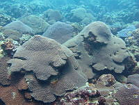 HPE128 Montastraea cavernosa.jpg