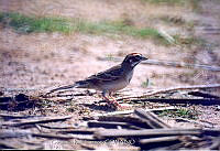 GRC0012 Chondestes grammacus.jpg