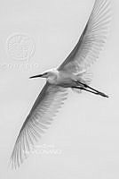 SM0430 Ardea alba.jpg