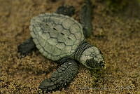IDG0734 Chelonia mydas.jpg