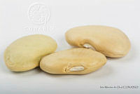 IMDOC2542 Phaseolus lunatus.jpg