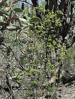 GMP063 Celtis caudata.jpg