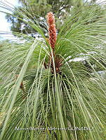 JF092 1376 Pinus tecunumanii.jpg