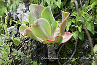 ZAPF0528 Echeveria gibbiflora.jpg