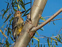 RSA0041 Melanerpes aurifrons.jpg