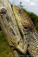 MDL0212 Gerrhonotus infernalis.jpg