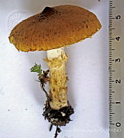 CBA0204 Armillaria luteovirens.JPG