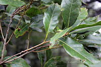 GFF0028 Quercus trinitatis.JPG
