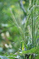 SG002 0099 Avena sativa.jpg