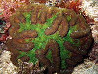 HBB0335 Mycetophyllia lamarckiana.jpg