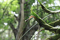 AKGC043 Tillandsia fasciculata.JPG