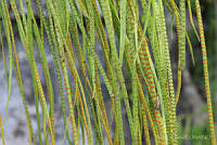 SL0525 Campyloneurum angustifolium.jpg