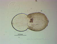 NE002 0186 glossocercus auritus.jpg