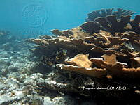 PMC0080 Acropora palmata.JPG