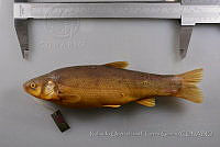 RQTG0618 Algansea tincella.jpg
