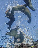 MN6FS 0097 Zalophus sp..jpg