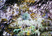 FGM1766 Agave sp..JPG