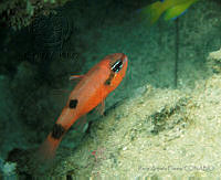RAF006 Apogon maculatus.jpg