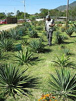 CGL4714 Agave sp..jpg