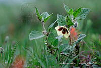 IMDOC 4843 Physalis coztomatl.jpg