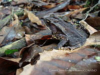 ECRR01 Incilius sp..jpg