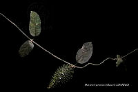 Tlatlau 0044 Matelea lanceolata (Decne.) Woodson.jpg