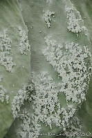 ARL00174 Dactylopius coccus.jpg