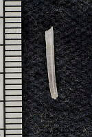 KT014 0141 Tesseracme hancocki.JPG