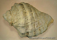 MRyRR0001 Mexacanthina lugubris.jpg