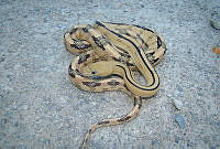 HOS030 Bogertophis subocularis.jpg