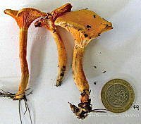 CBA0180 Hygrophoropsis aurantiaca.JPG