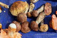 IMDOC Hong 0019 Boletus sp (1).jpg