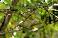 MDLLPG0059 Ficus insipida.jpg