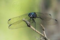 IMDOC1887 Libellulidae.jpg