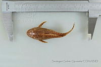 SGQ2304 Pterygoplichthys disjunctivus.jpg