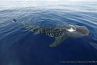 CNS0917 Rhincodon typus.jpg