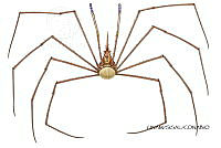 NE018 1252 stenorhynchus seticornis_V_Hembra.jpg