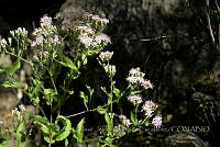 JJSE0004 Acourtia thurberi.JPG