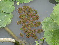 JRBBFM026-135 Azolla filiculoides.jpg