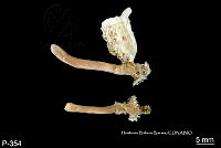 ME006 Pol 0179 Pomatostegus stellatus.jpg