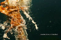 NE018 0044 Turritopsis dohrnii.jpg