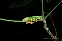 RLR059 Agalychnis moreletii.jpg