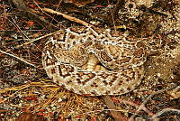 GMA02 Crotalus ruber ssp. lucasensis.jpg