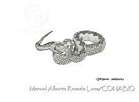 MARL0491 Ophryacus melanurus.jpg