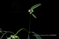 Huitz 0455 Euphorbia graminea Jacq..jpg