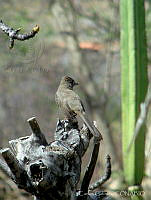 CGL2890 Melozone fusca.jpg