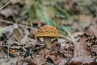 ZAPF 0780 Leccinellum griseum.jpg